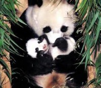 /album/inciburcu/panda-jpg/